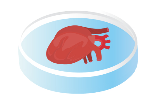 Brain Organoids and Tau PFFs