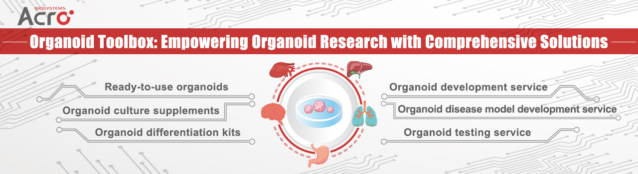 Brain Organoids and Tau PFFs