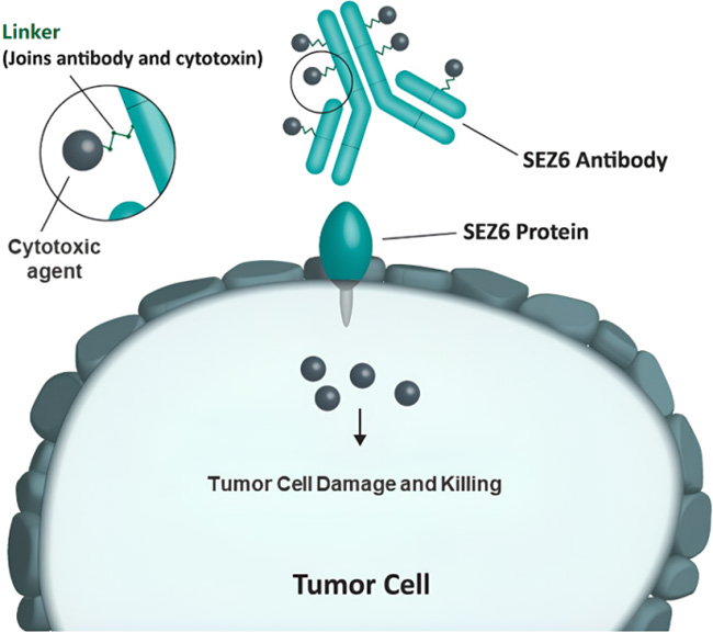 New Hope for SCLC! SEZ6-ADC Therapy Shows Great Promise