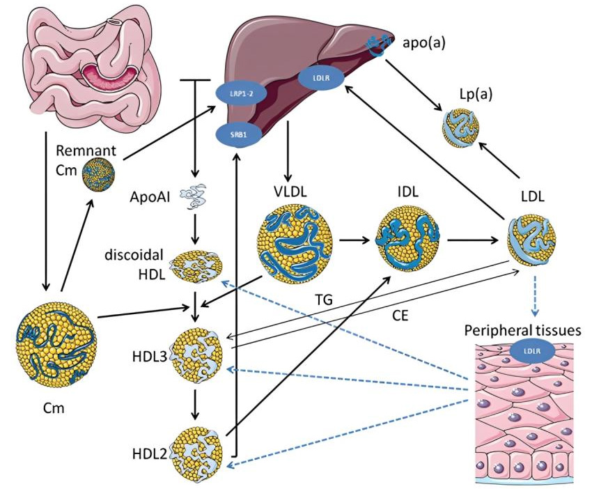 Exploring Innovative Therapies in Oligonucleotides and Gene Editing