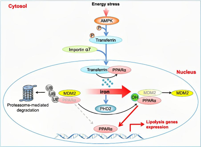 Fatty Acid Oxidation and Liver Tumor Growth