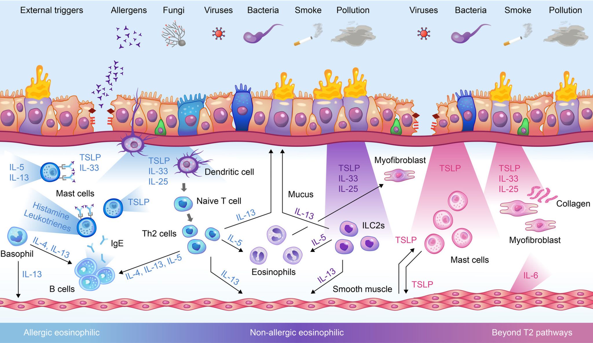 Asthma Targeted Therapy