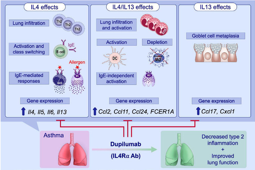 Asthma Targeted Therapy