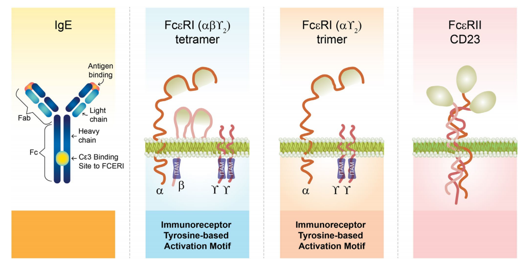 Asthma Targeted Therapy