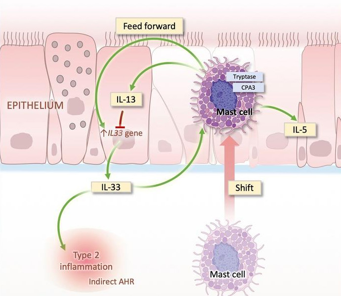 Asthma Targeted Therapy