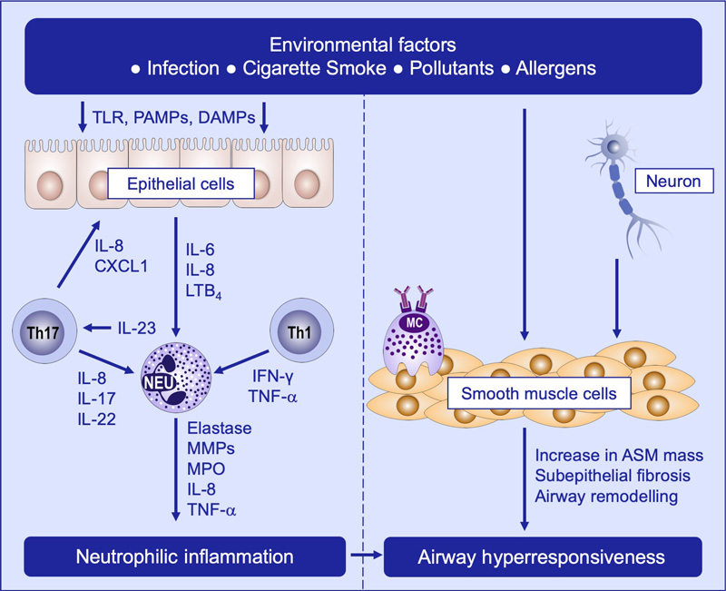 Asthma Targeted Therapy