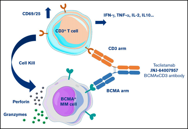 T Cell Engagers (TCEs)