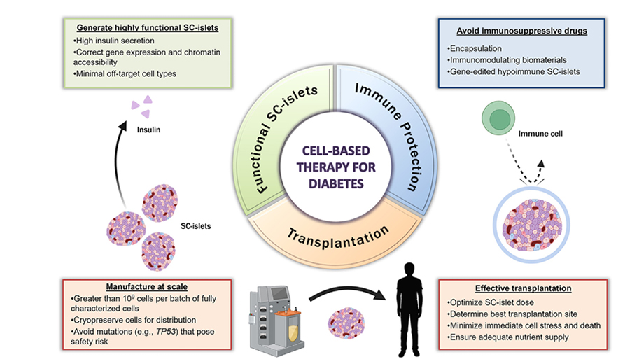 iPSC-Derived Islet Differentiation for Diabetes