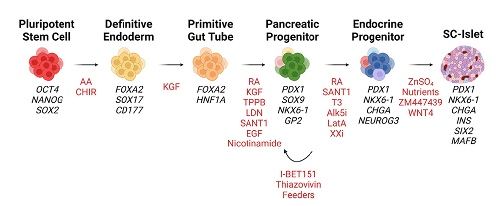 iPSC-Derived Islet Differentiation for Diabetes