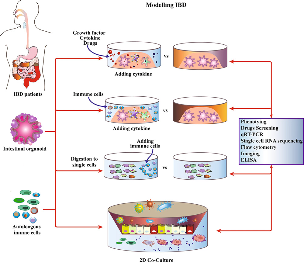 World Inflammatory Bowel Disease Day