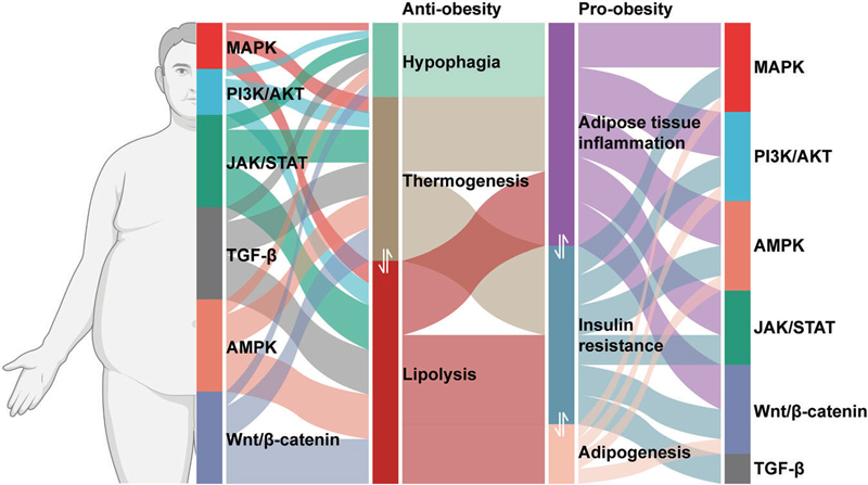 Advancing Obesity Therapeutics