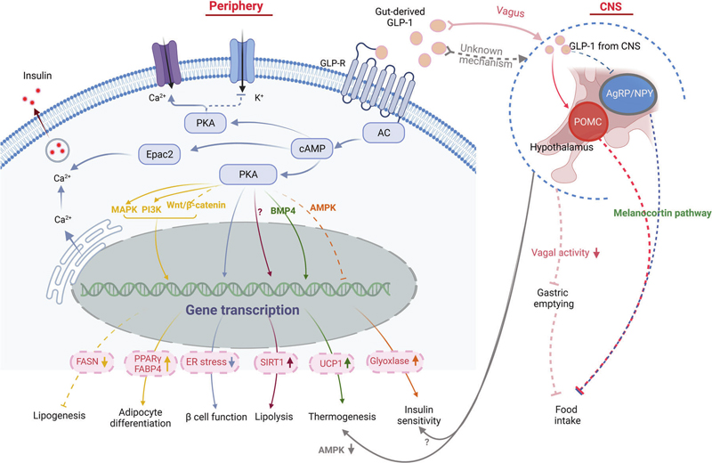 Advancing Obesity Therapeutics