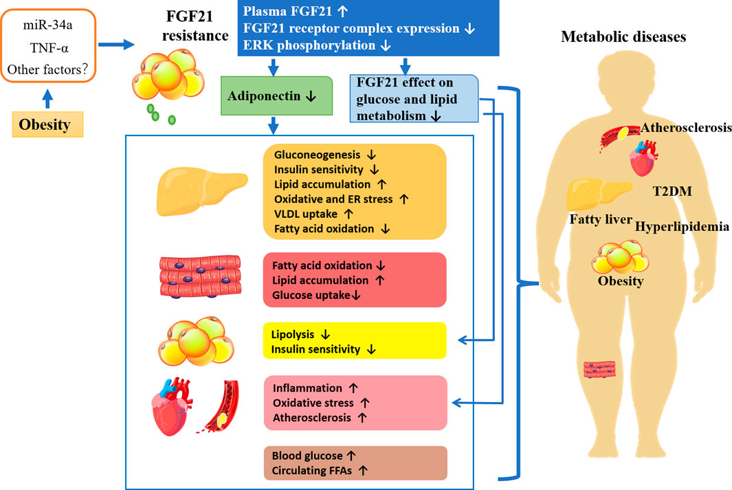 Advancing Obesity Therapeutics