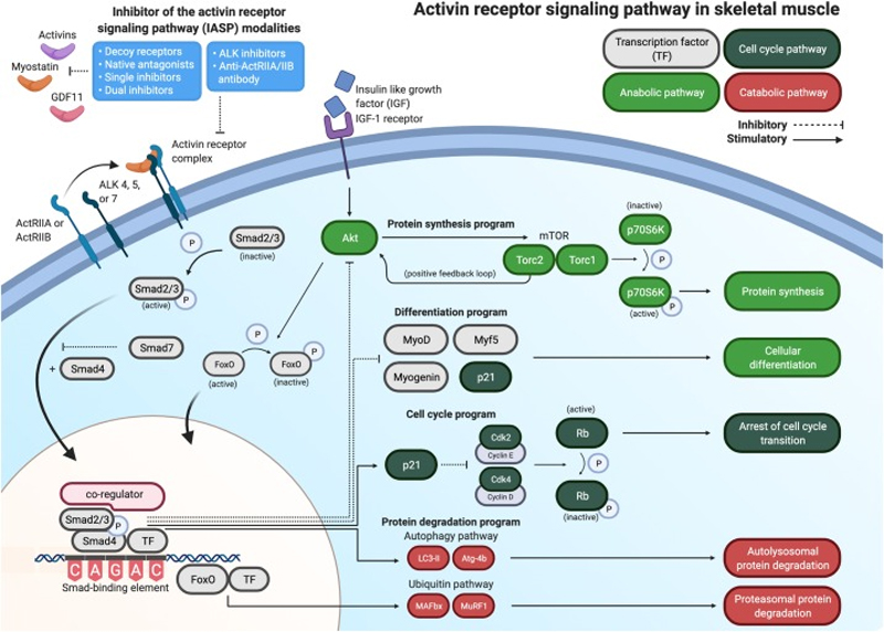 Advancing Obesity Therapeutics