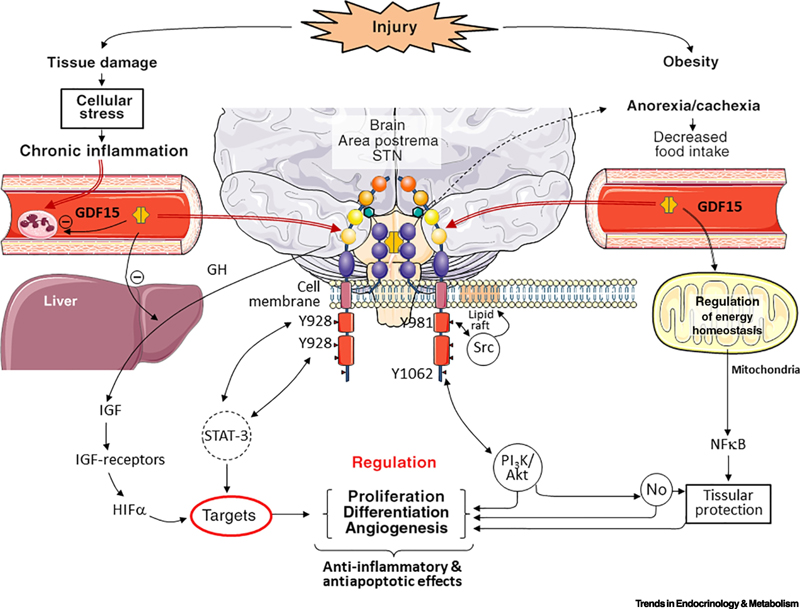 Advancing Obesity Therapeutics
