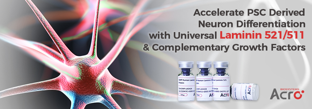 Accelerate PSC Derived Neuron Differentiation with Universal Laminin 521/511 & Complementary Growth Factors