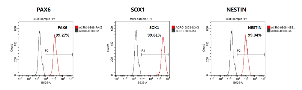 Accelerate PSC Derived Neuron Differentiation with Universal Laminin 521/511 & Complementary Growth Factors