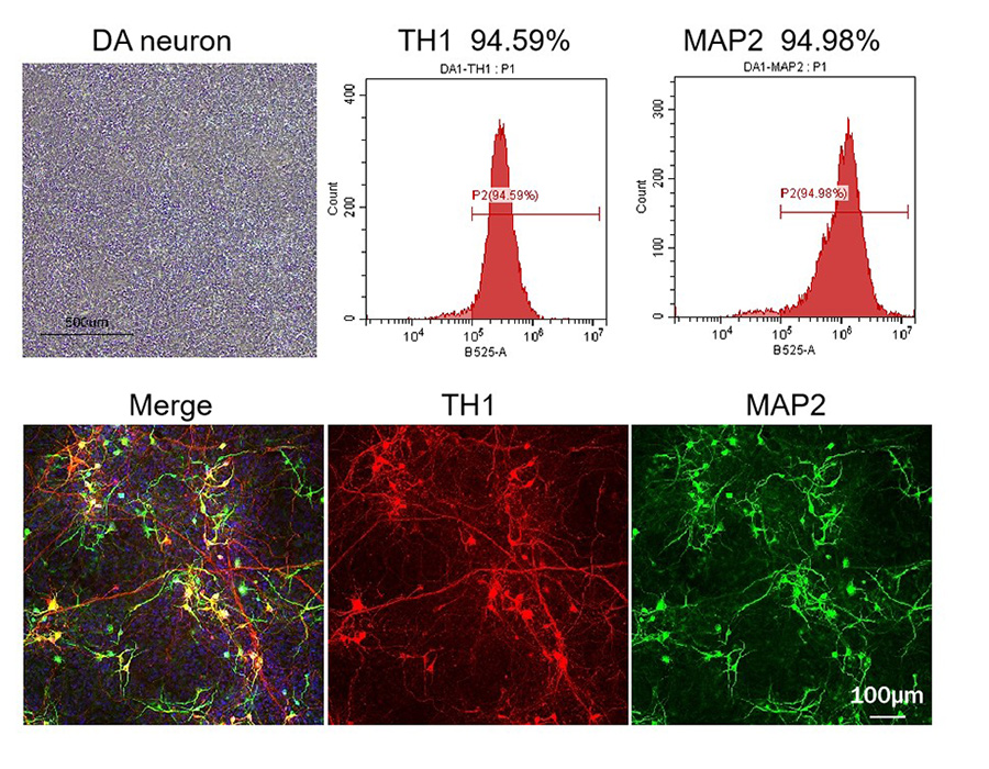 Accelerate PSC Derived Neuron Differentiation with Universal Laminin 521/511 & Complementary Growth Factors