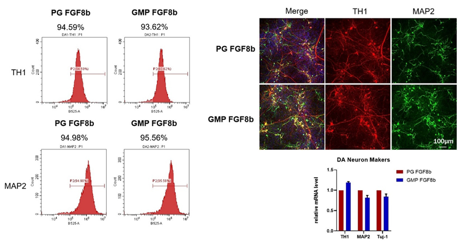 Accelerate PSC Derived Neuron Differentiation with Universal Laminin 521/511 & Complementary Growth Factors