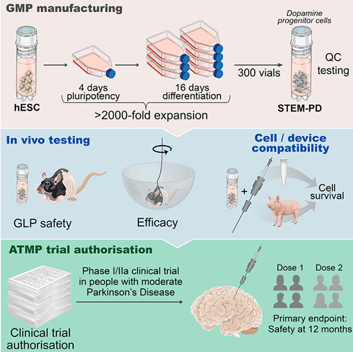 Accelerate PSC Derived Neuron Differentiation with Universal Laminin 521/511 & Complementary Growth Factors