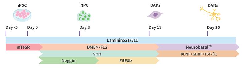 Accelerate PSC Derived Neuron Differentiation with Universal Laminin 521/511 & Complementary Growth Factors