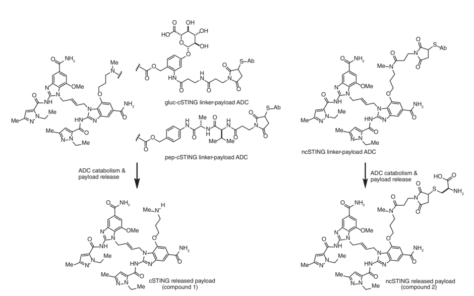 Structure of ncSTING-ADC