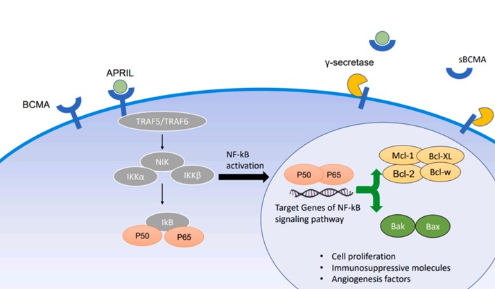 The APRIL/BCMA pathway