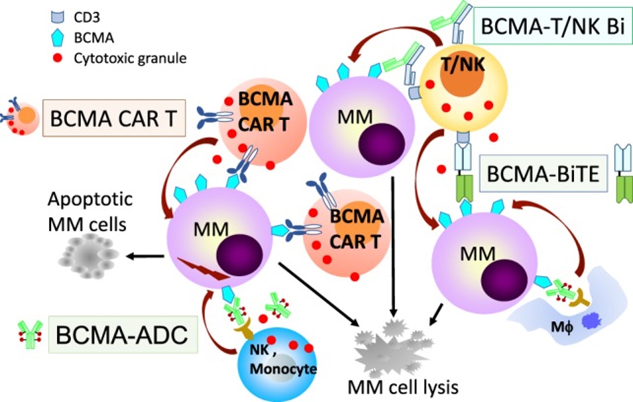 BCMA-Based Immunotherapies