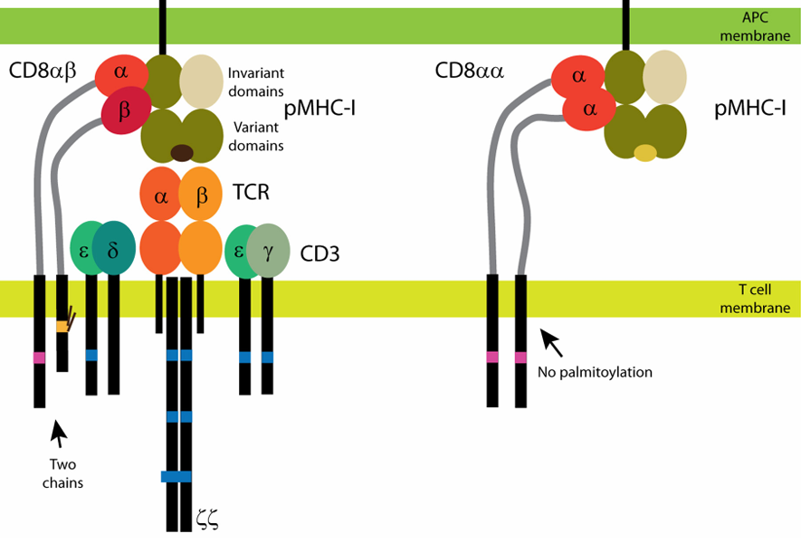 CD8 co-receptor