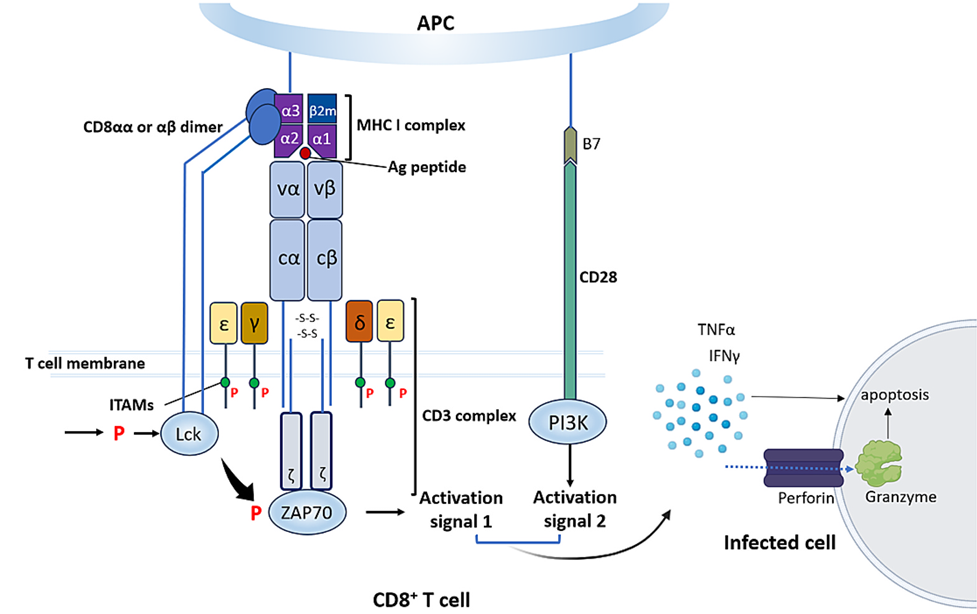 CD8+ T cell activation