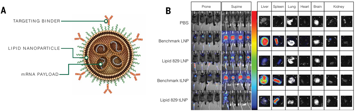 Schematic of tLNP