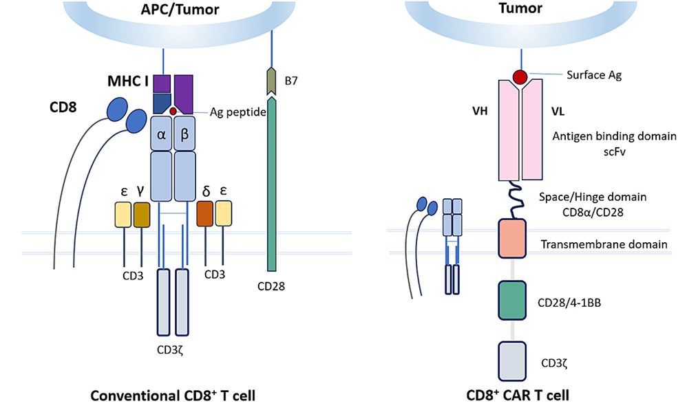 Differences between conventional CD8+ T cells and CAR-T cells