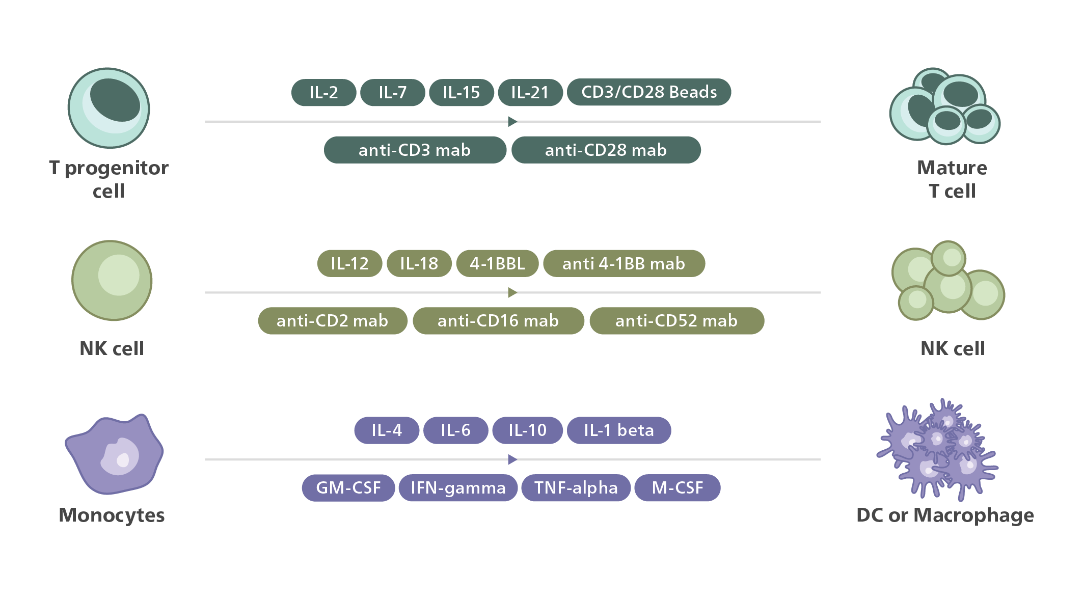 Cytokine-driven differentiation of T cells, NK cells, and macrophages
