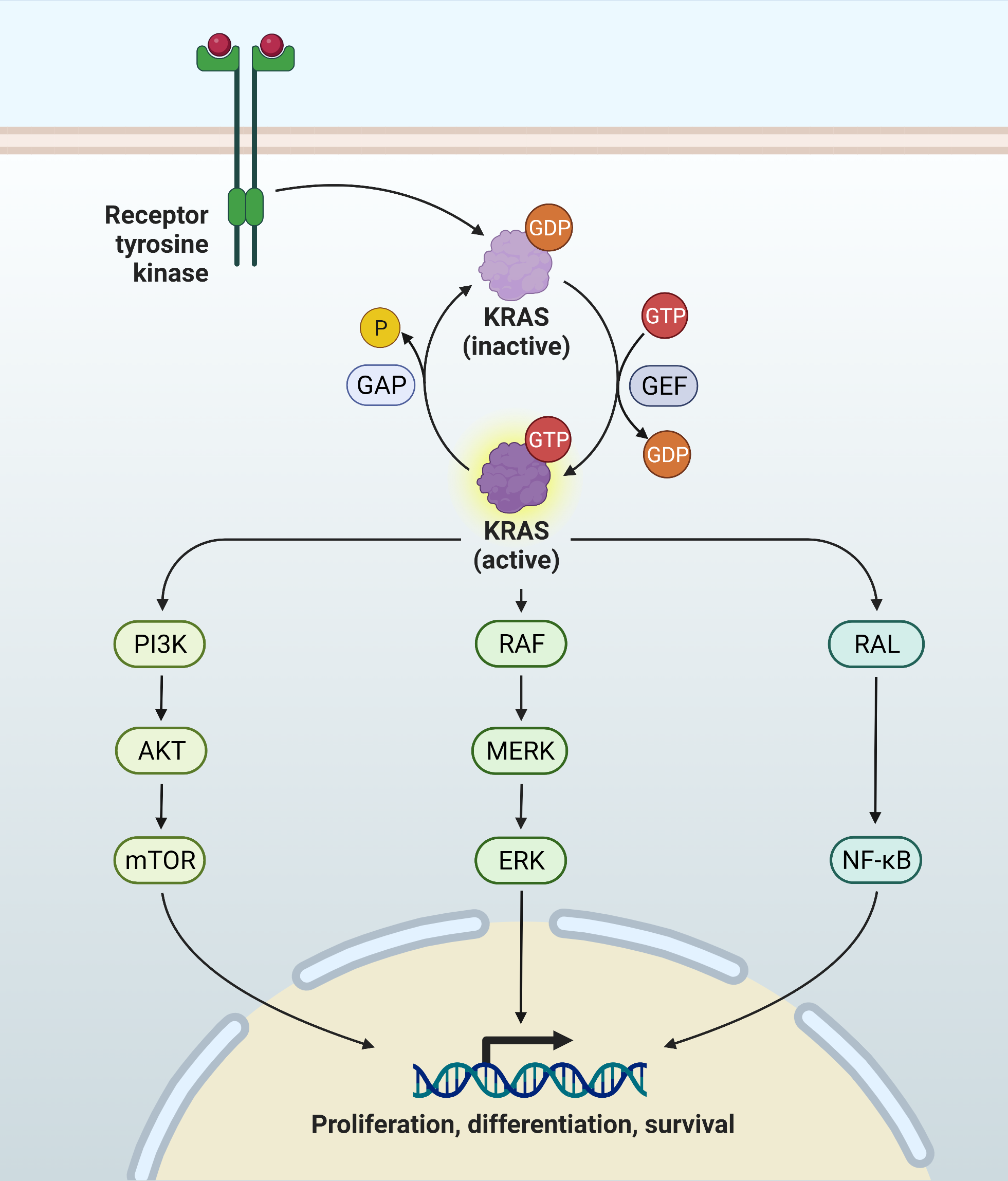 Schematic overview of the Ras signaling pathway