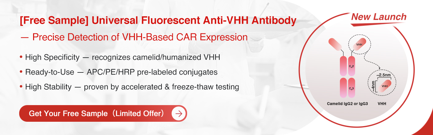 Universal Fluorescent-Labeled Anti-VHH Antibody for Precise Detection of VHH CAR-T Positivity