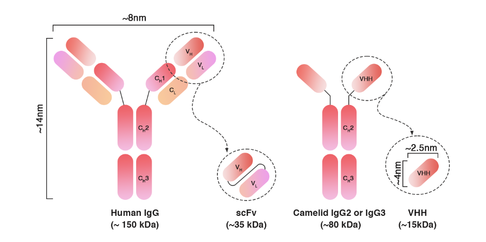 VHH antibody