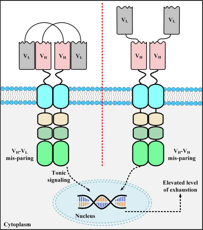  scFv aggregation on CAR-T cell surface
