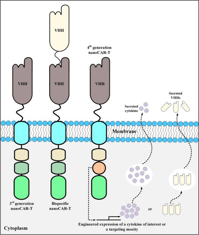 VHH-based CAR-T structural formats