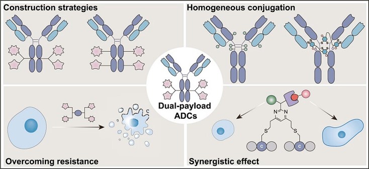 1.	Dual-payload ADCs targeting tumor heterogeneity and resistance mechanisms through synergistic payload combinations and enhanced anti-tumor activity.