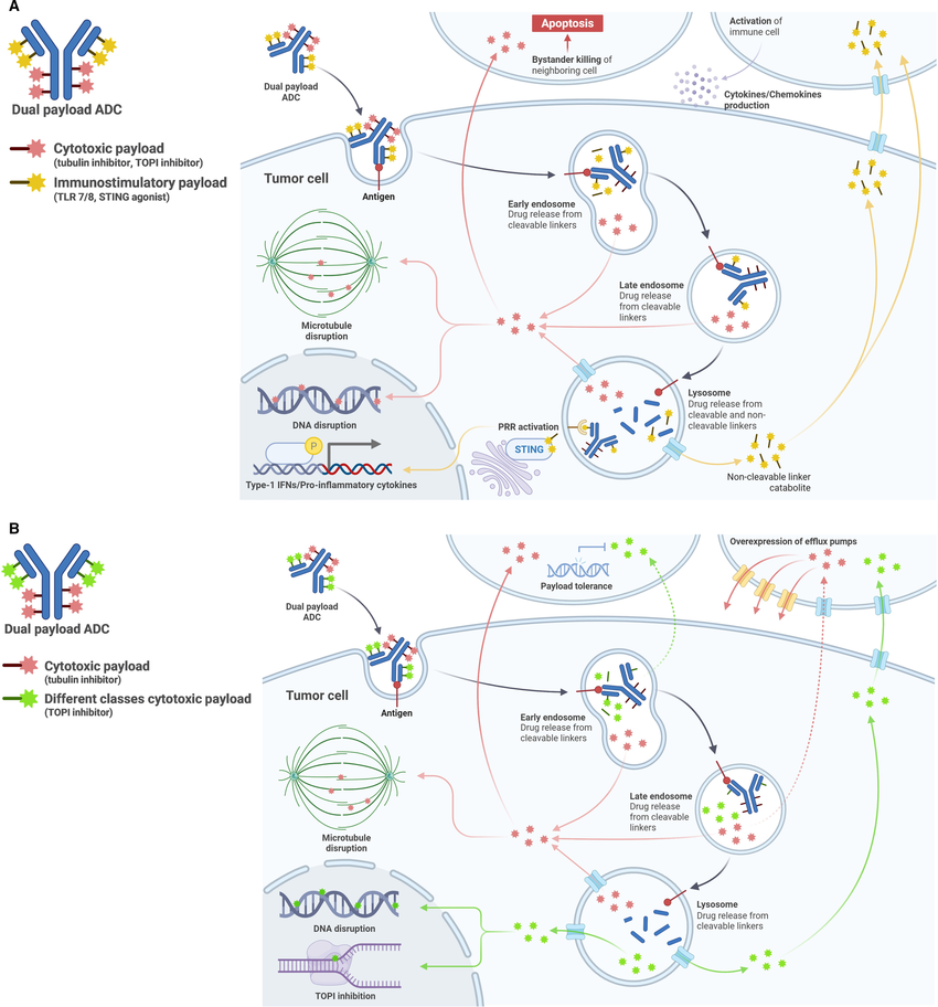 2.	Dual-payload antibody-drug conjugate (ADC) designs illustrating cytotoxic and immunostimulatory payload combinations alongside dual-cytotoxic payload strategies.