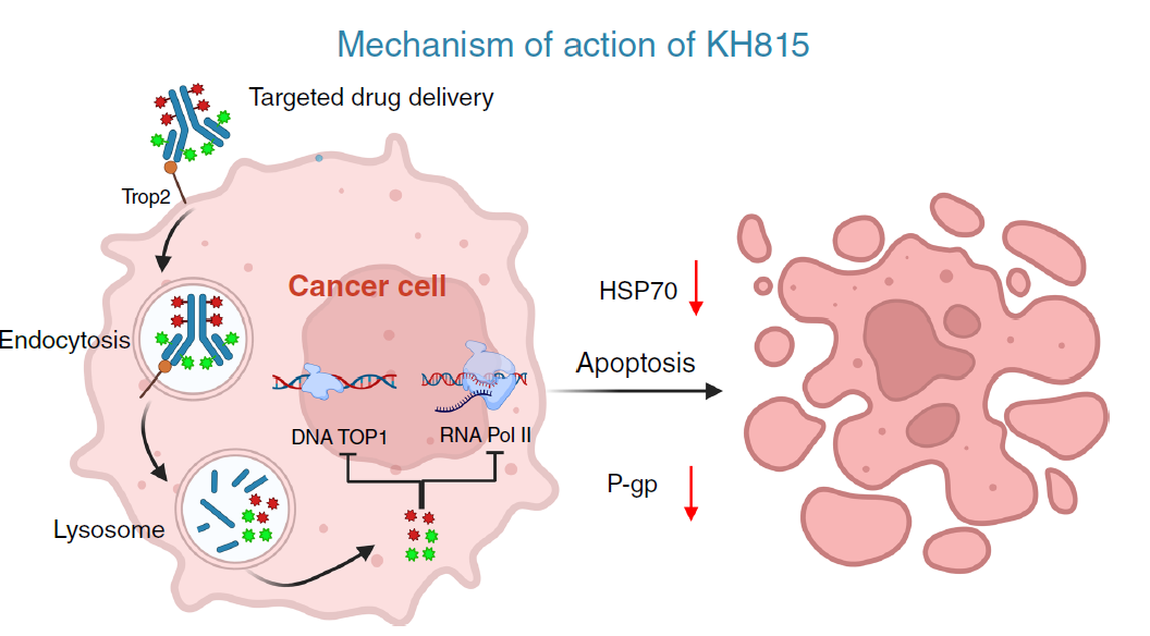 3.	KH815 dual-payload ADC mechanism illustrating Top2-targeted drug delivery, intracellular release of synergistic payloads, inhibition of DNA Top1 and RNA polymerase II, and apoptosis of cancer cells.