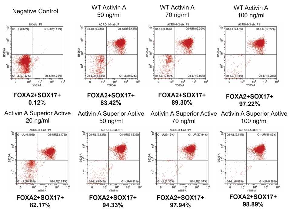 Activin A-induced FOXA2+SOX17 cells