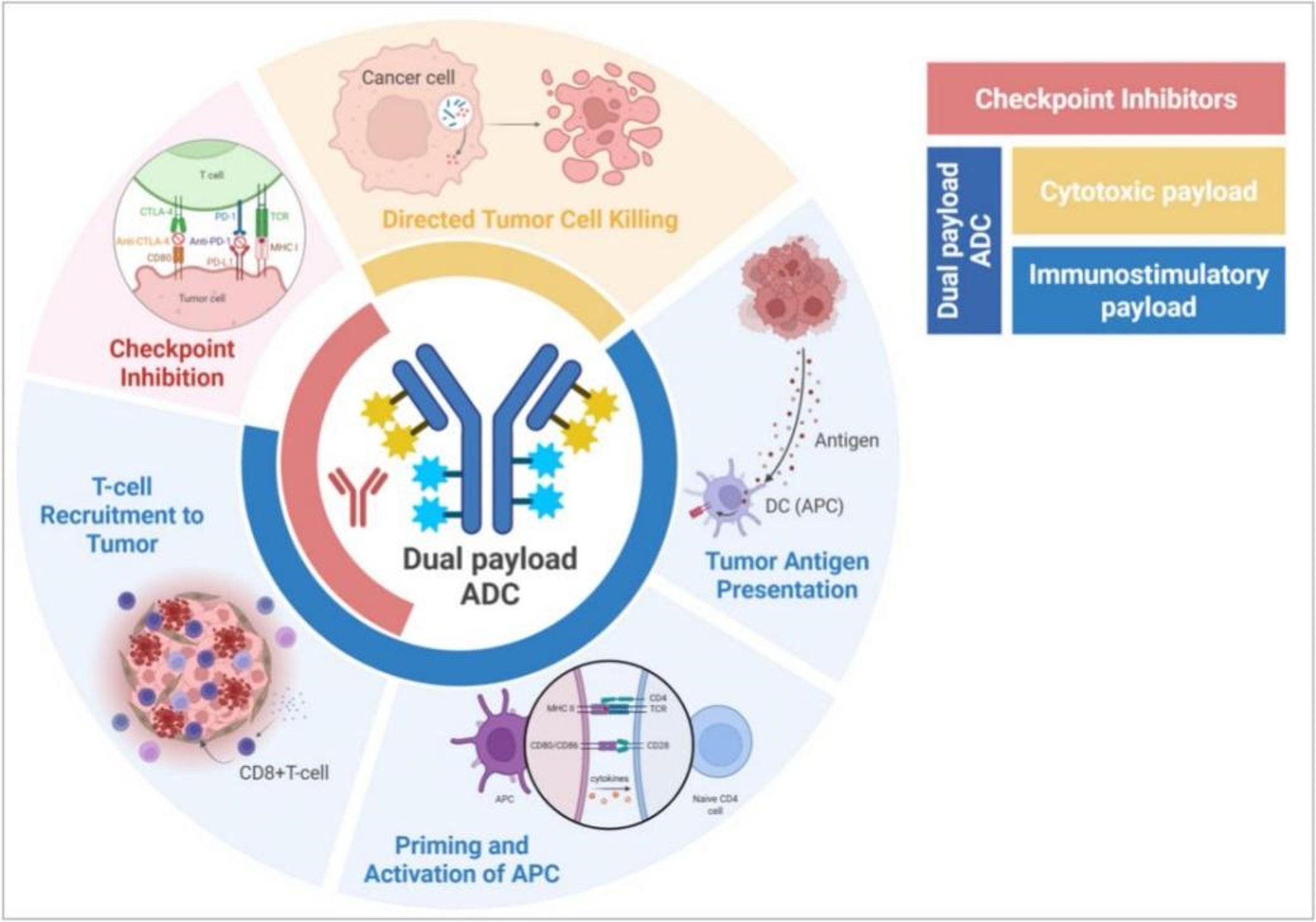 2.	Dual payload ADC mechanism showing checkpoint inhibition, T-cell activation, and tumor cell killing