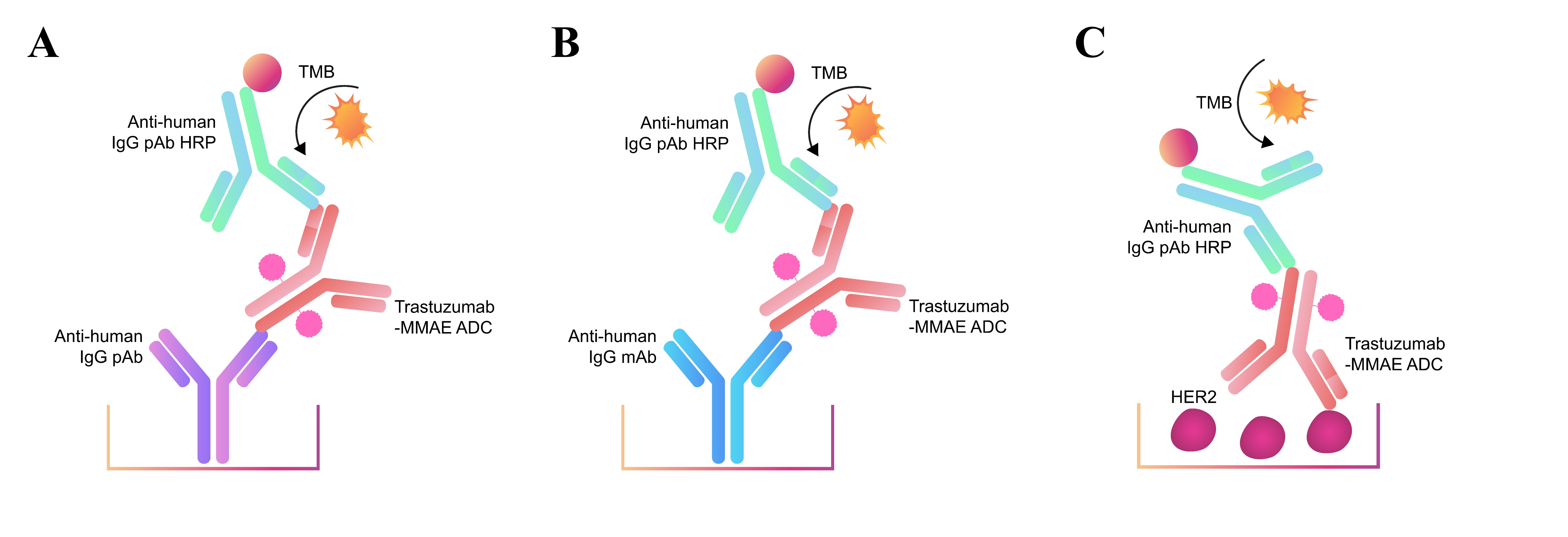 Three methods were developed and evaluated for quantifying Trastuzumab-MMAE total antibody