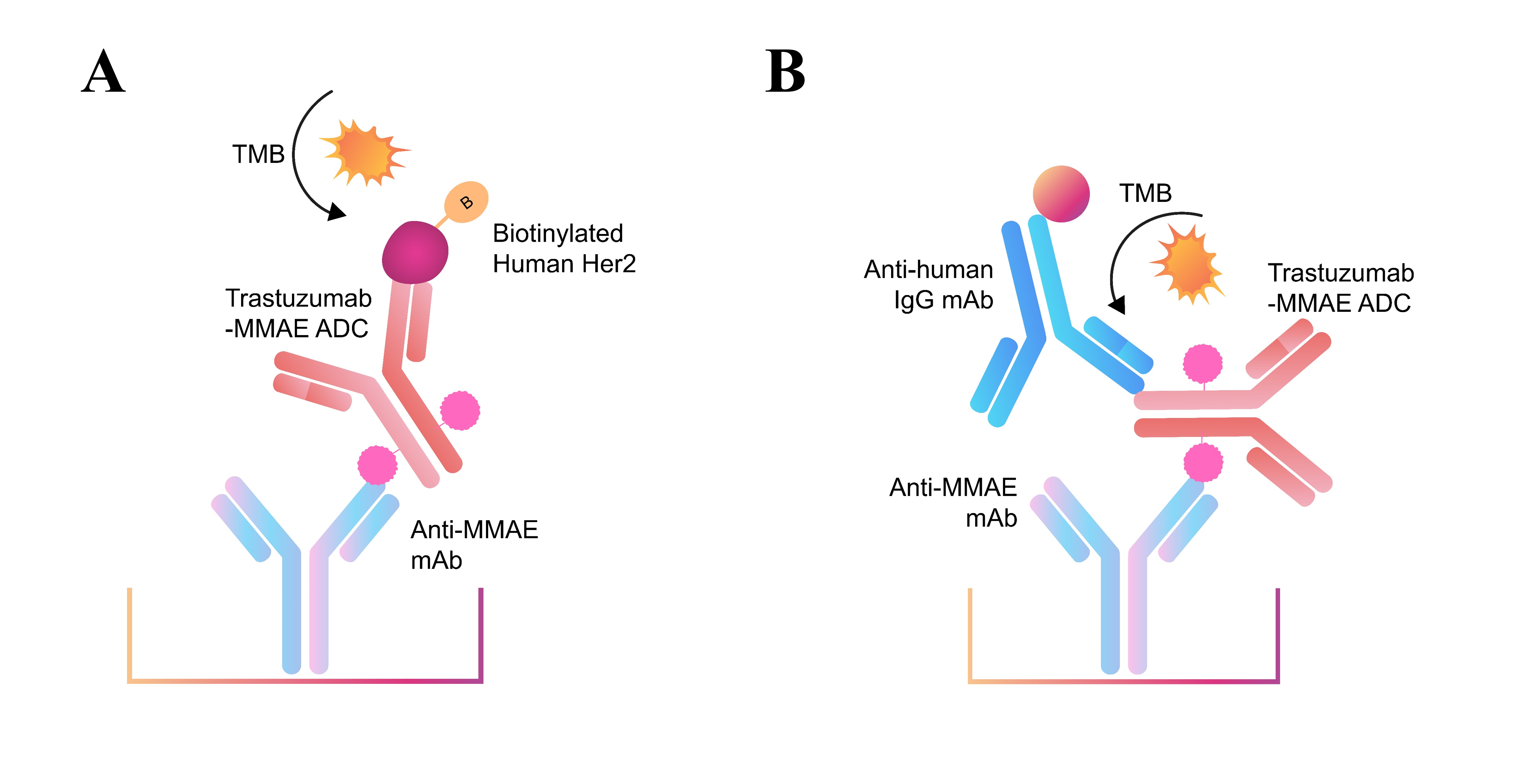 Two methods were developed and evaluated for quantifying Trastuzumab-MMAE specific antibody
