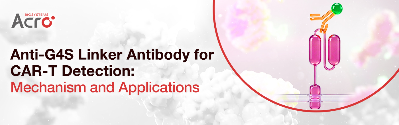Anti-G4S Linker Antibody for CAR-T Detection: Mechanism and Applications