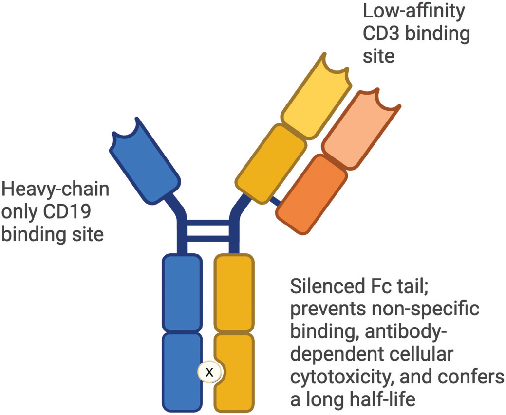 Structural Design of AZD0486, a CD19×CD3 T-Cell 