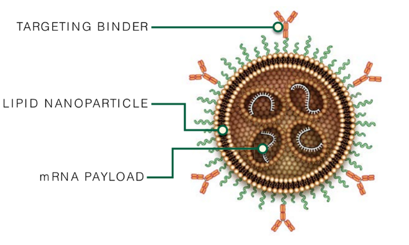 LNP Structure for In Vivo CAR