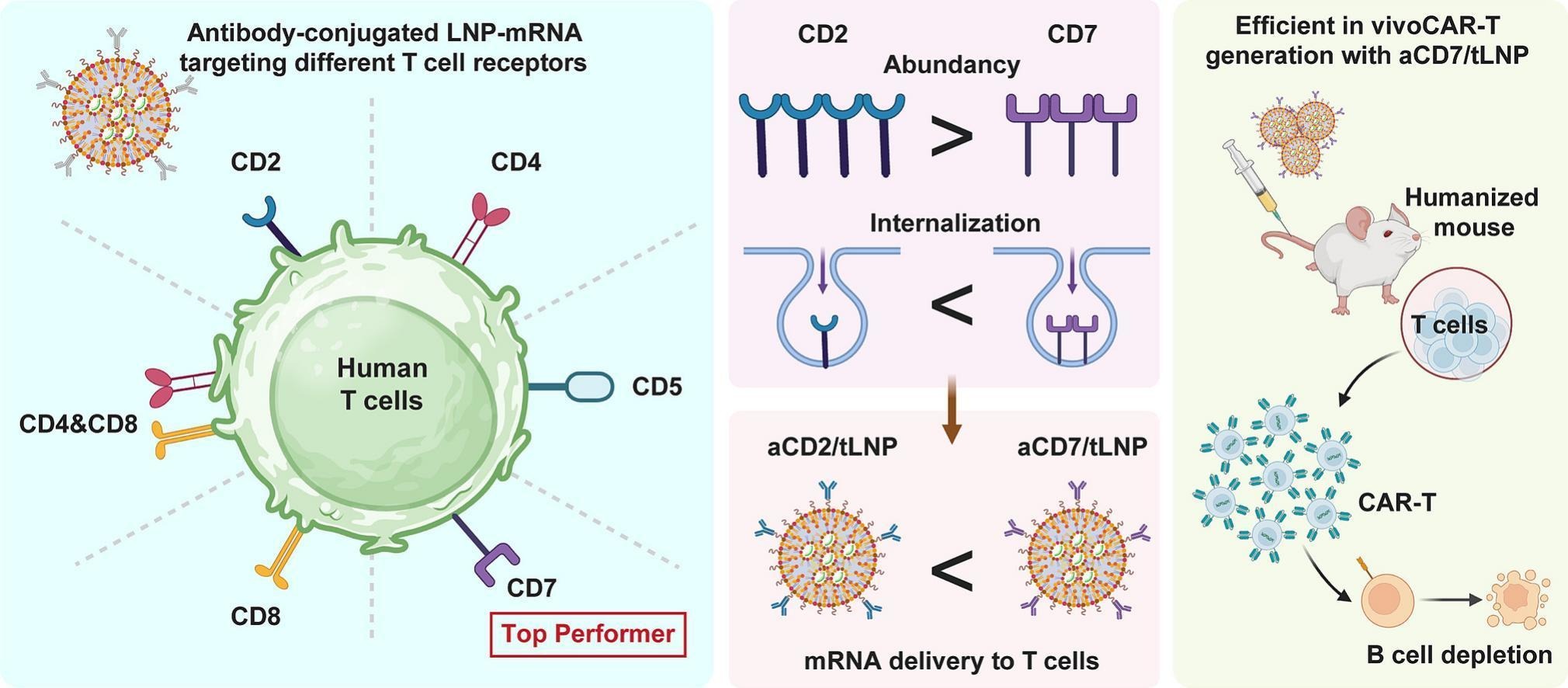 Rapid receptor internalization potentiates CD7-targeted lipid nanoparticles for efficient mRNA delivery to T cells and in vivo CAR T-cell engineering