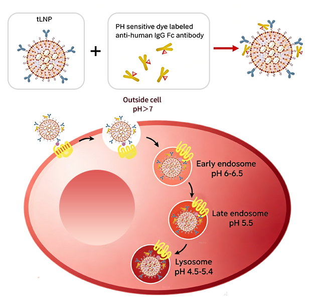 Principle of DTrack™ Endocytosis Detection